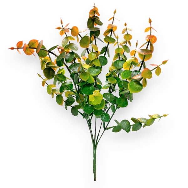 Buchet 5 Fire Peperomia Verde cu Rosu